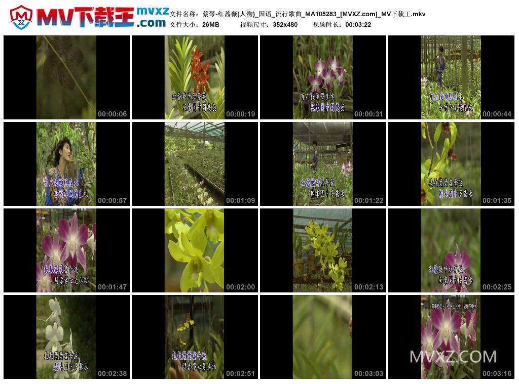 蔡琴-红蔷薇(人物)_国语_流行歌曲_MA105283